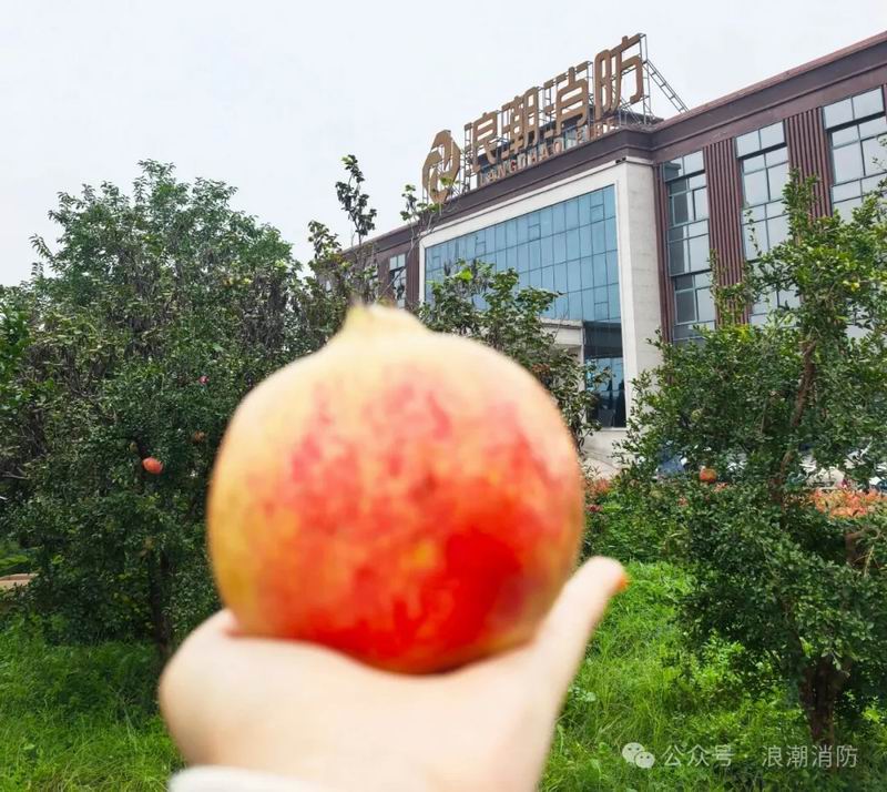 金秋十月摘石榴，我們把豐收與歡笑一起裝滿！